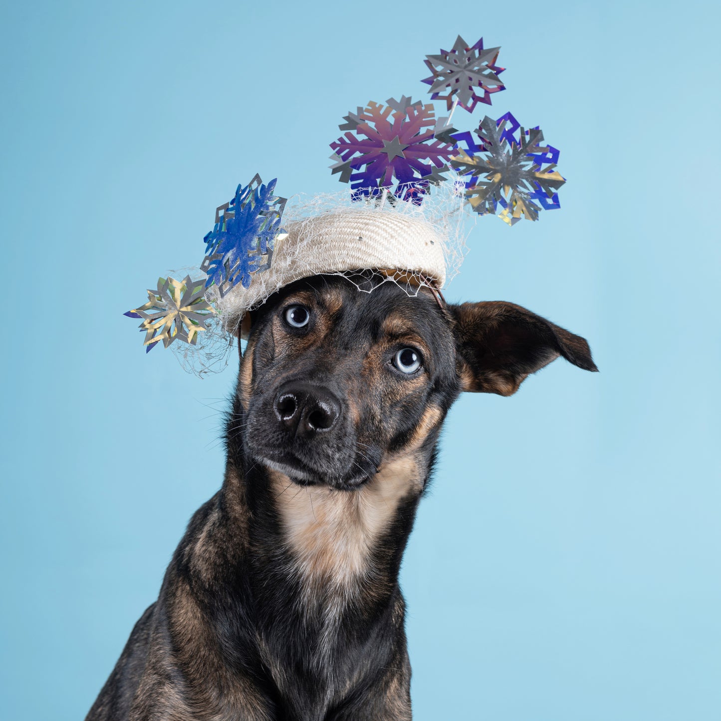 'Dreaming of a White Christmas' By Bronwyn Shooks Millinery
