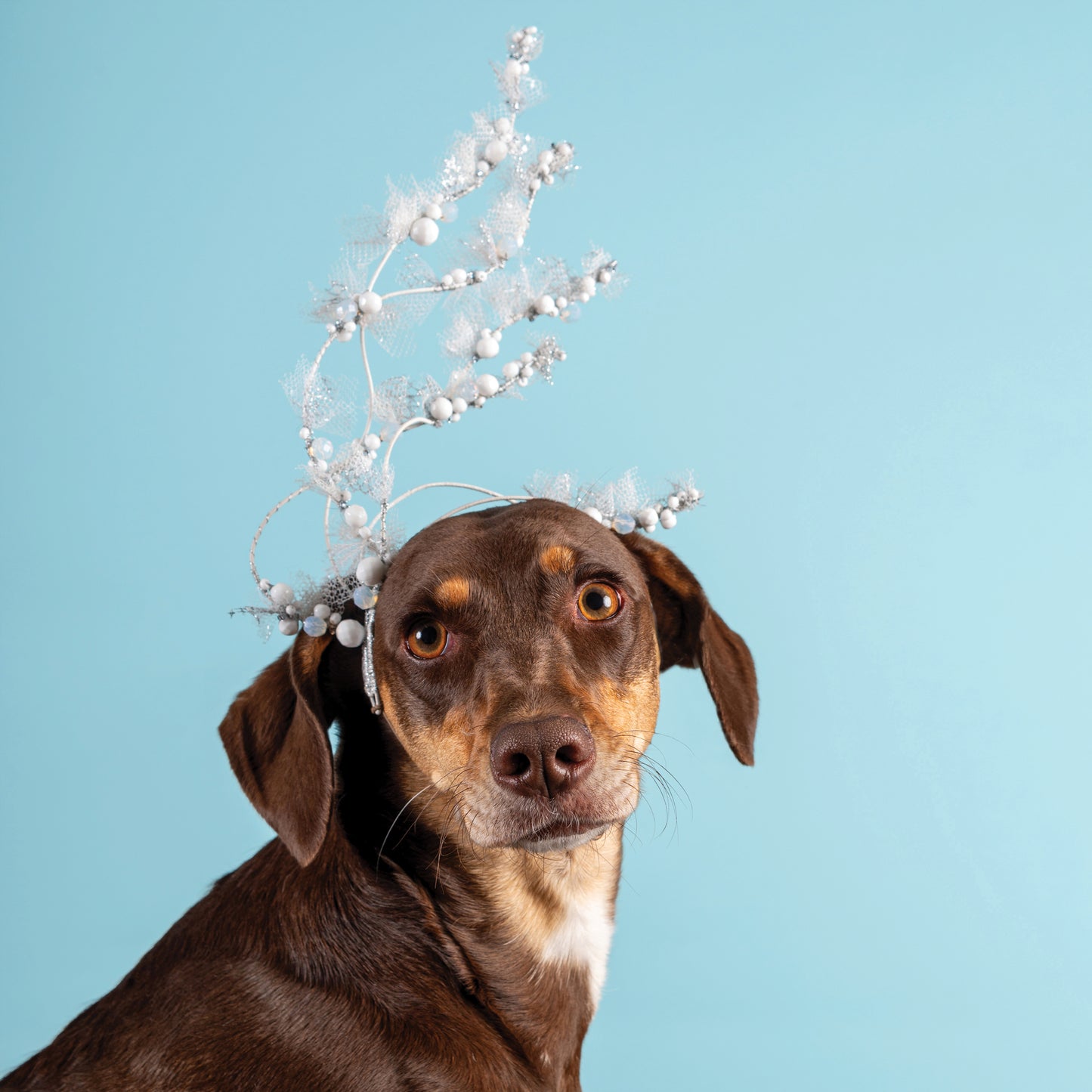 'Hoarfrost Tiara' By Pip Mayo Millinery