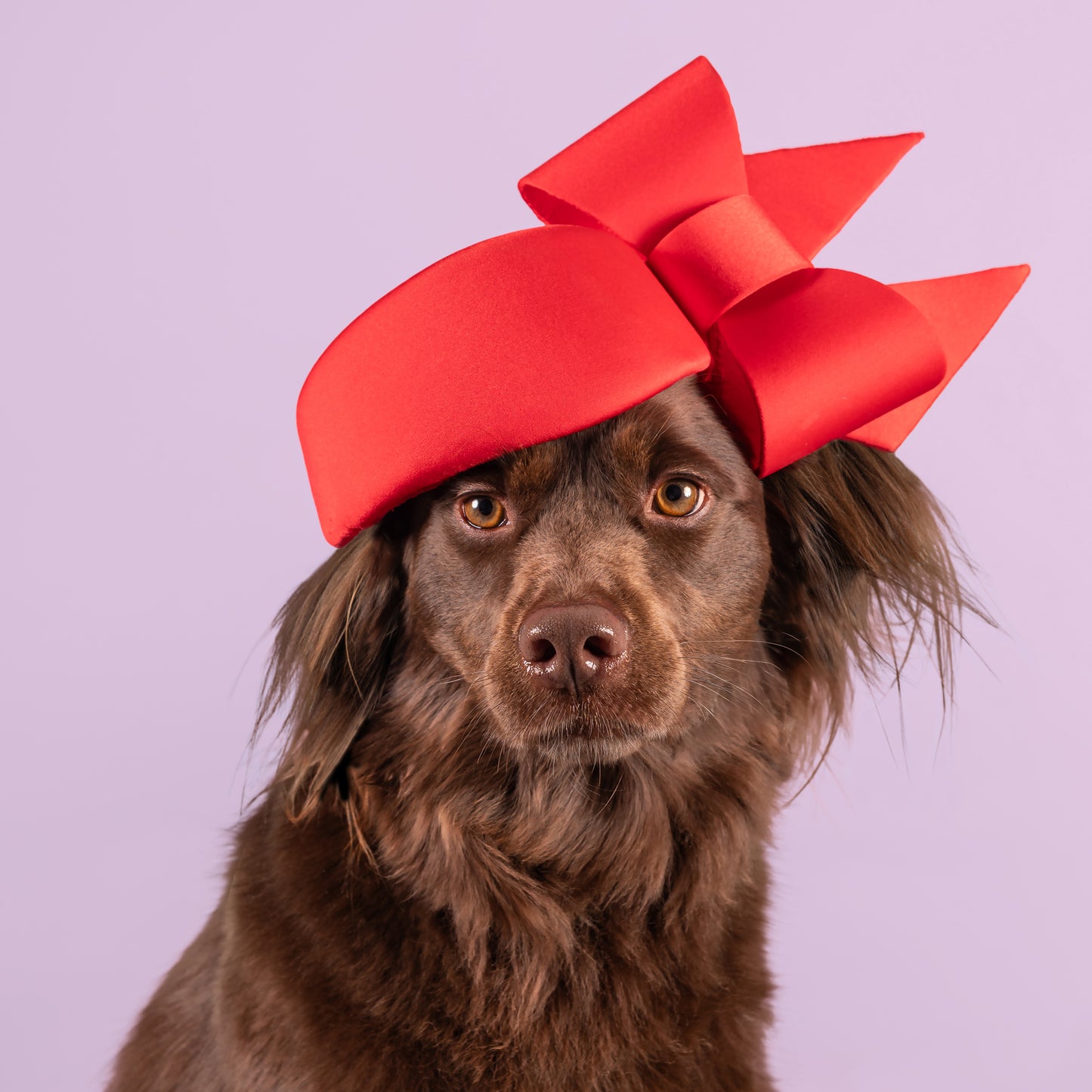 'Red Kelsey' By Carol Kennelly