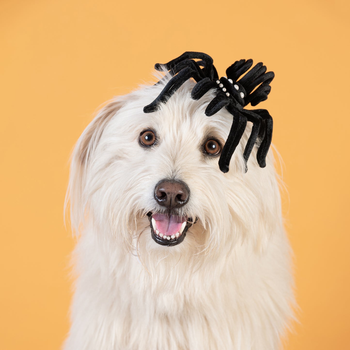 'A Positive Spin' By Awon Golding