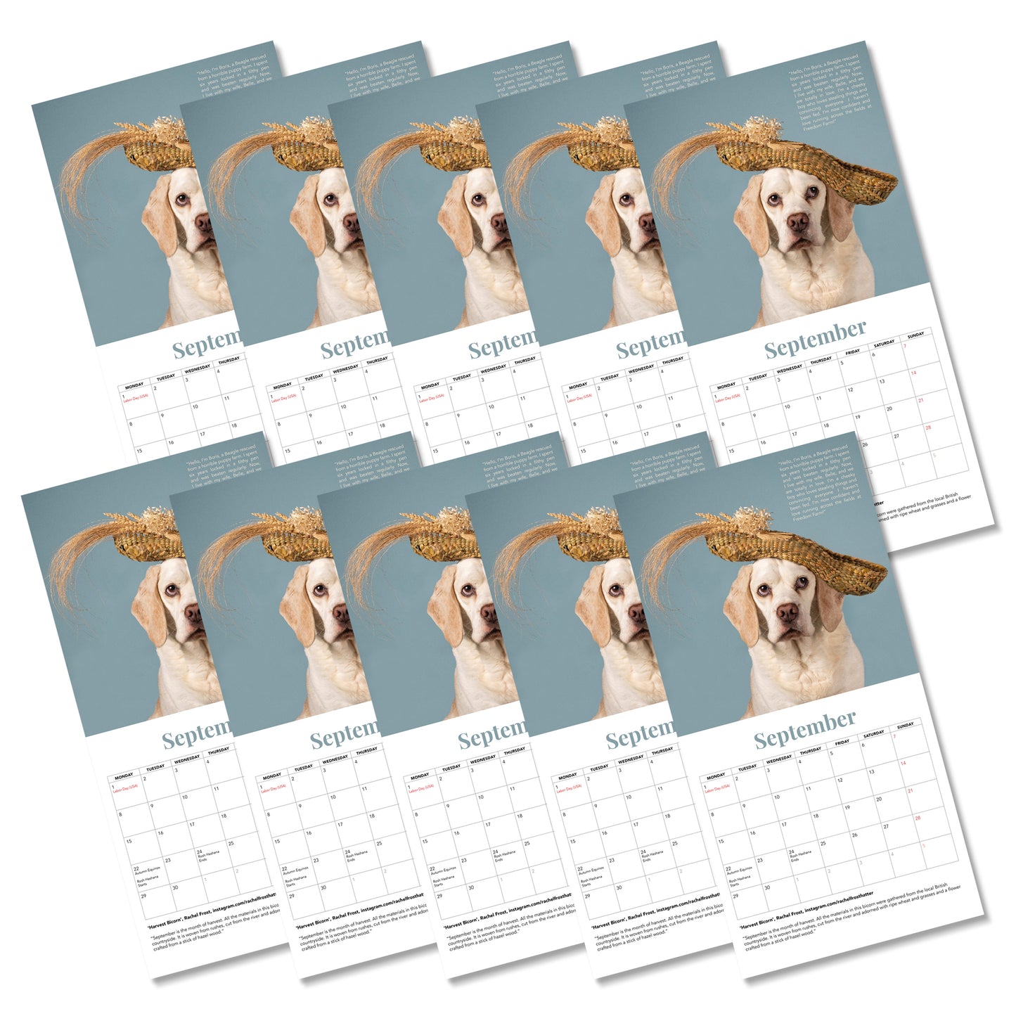 Haute Dogs x Rushton Dog Rescue 2025 - 10 calendars