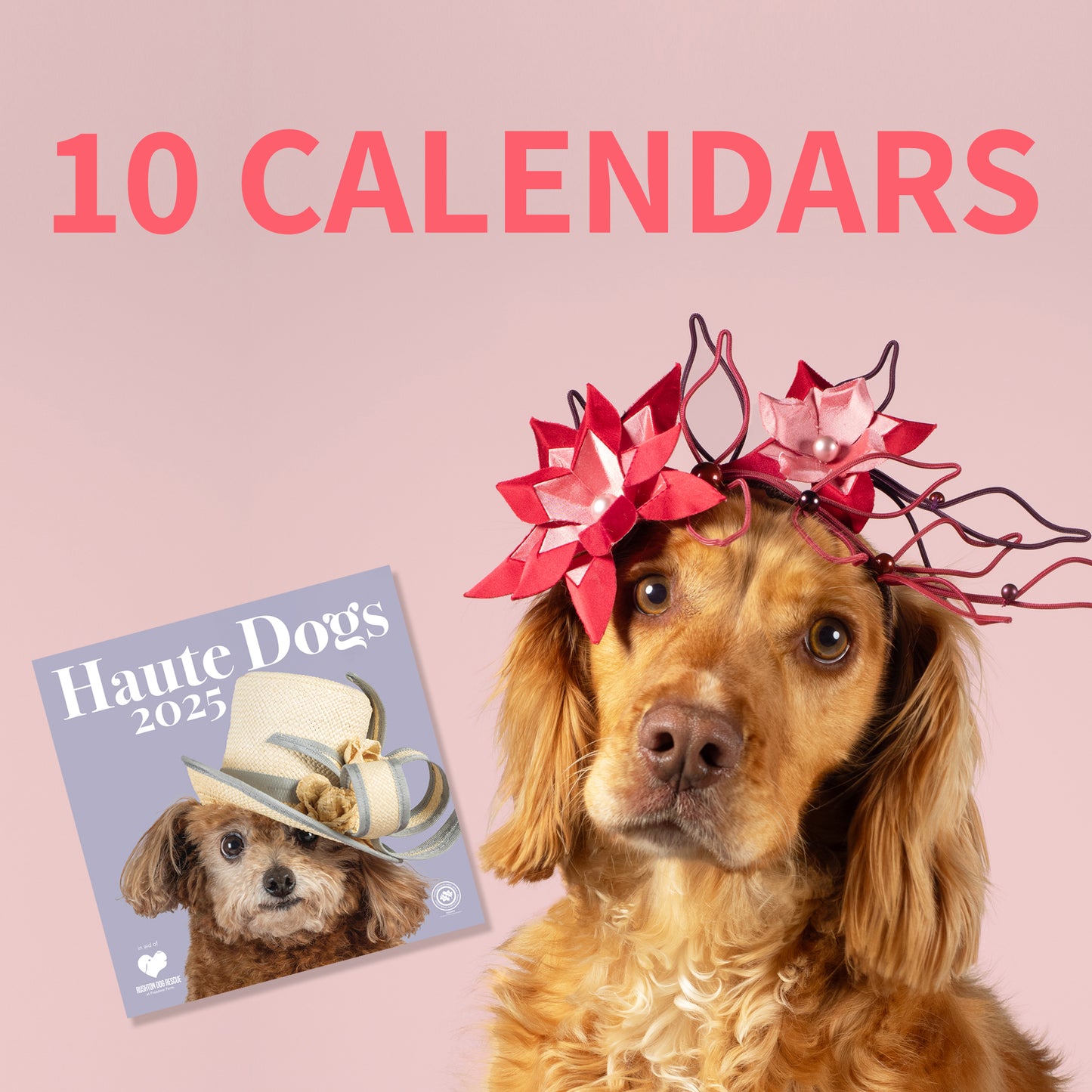 Haute Dogs x Rushton Dog Rescue 2025 - 10 calendars