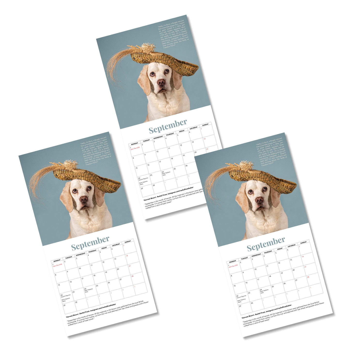 Haute Dogs x Rushton Dog Rescue 2025 - 3 calendars