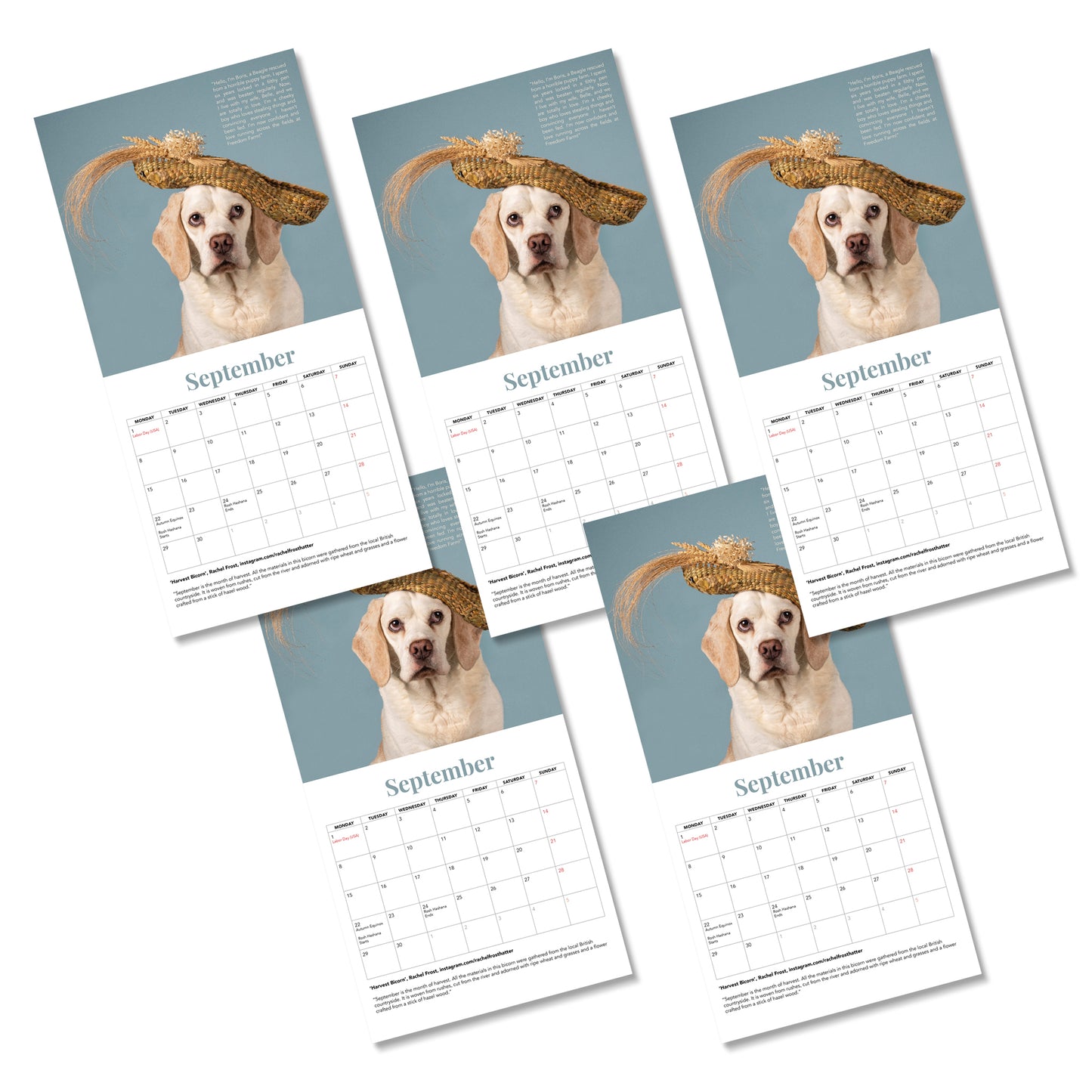 Haute Dogs x Rushton Dog Rescue 2025 - 5 calendars