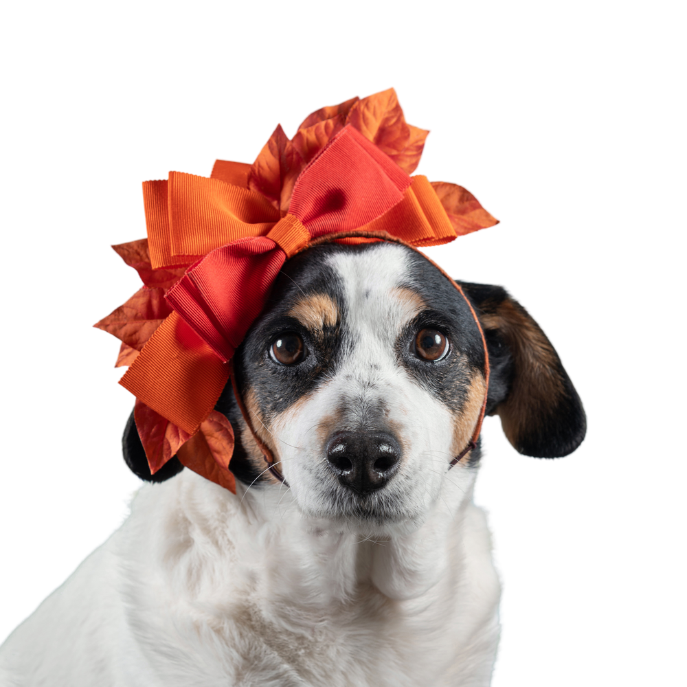 black and white dog wearing orange leaf headpiece